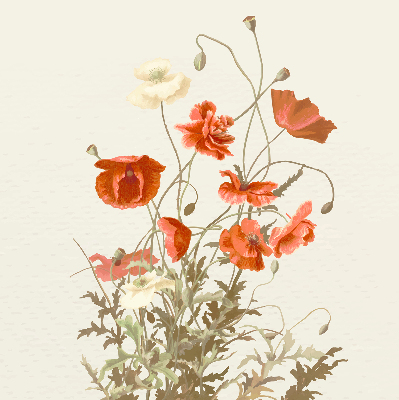 Estor enrollable con estampado de amapolas