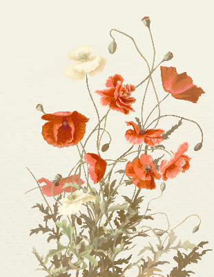 Estor enrollable con estampado de amapolas