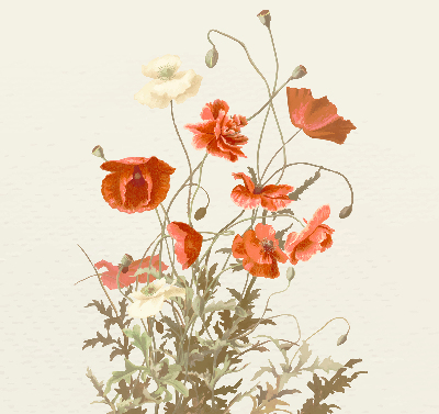 Estor enrollable con estampado de amapolas
