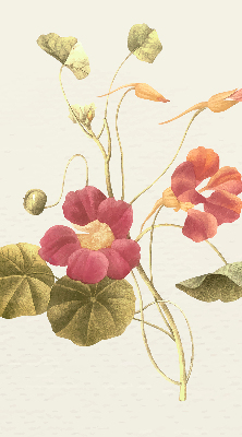Modern roller blind con diseño floral