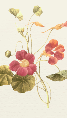 Modern roller blind con diseño floral