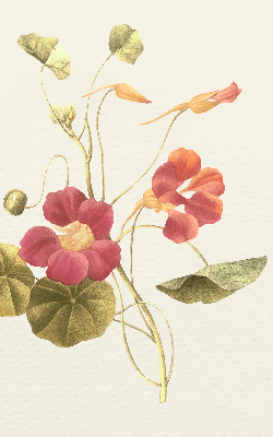 Modern roller blind con diseño floral