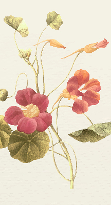Modern roller blind con diseño floral