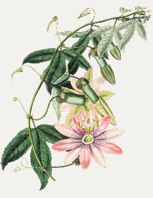 Estor enrollable con estampado de flores rosas