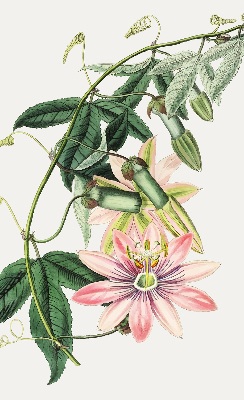 Estor enrollable con estampado de flores rosas