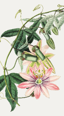 Estor enrollable con estampado de flores rosas