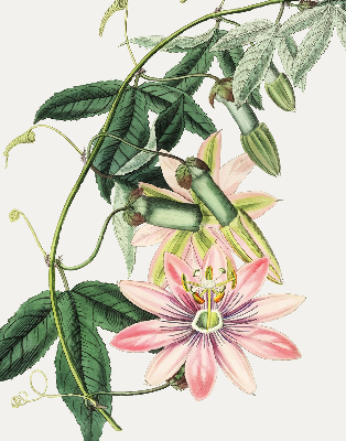 Estor enrollable con estampado de flores rosas