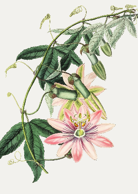 Estor enrollable con estampado de flores rosas
