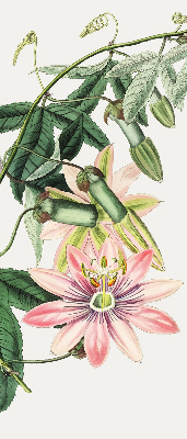 Estor enrollable con estampado de flores rosas