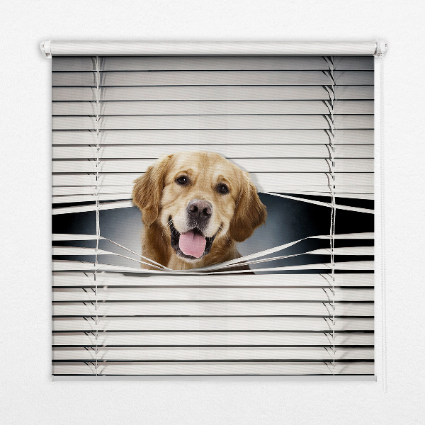 Modern roller blind con diseño de perro dorado