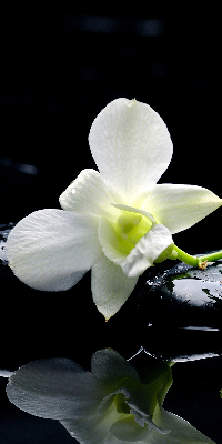 Estor decorativo con diseño de orquídeas y elegancia