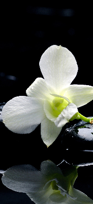 Estor decorativo con diseño de orquídeas y elegancia