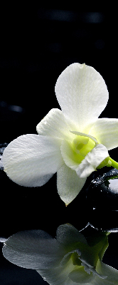 Estor decorativo con diseño de orquídeas y elegancia