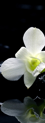 Estor decorativo con diseño de orquídeas y elegancia