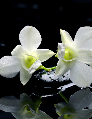 Estor decorativo con diseño de orquídeas y elegancia