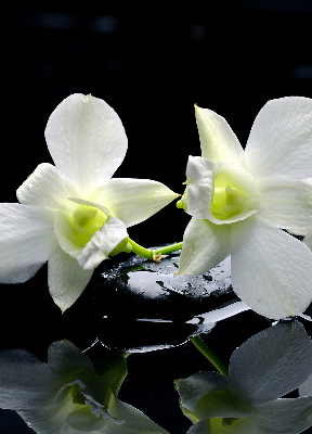 Estor decorativo con diseño de orquídeas y elegancia