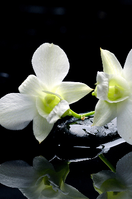 Estor decorativo con diseño de orquídeas y elegancia