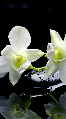 Estor decorativo con diseño de orquídeas y elegancia