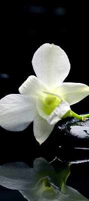 Estor decorativo con diseño de orquídeas y elegancia