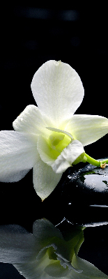 Estor decorativo con diseño de orquídeas y elegancia
