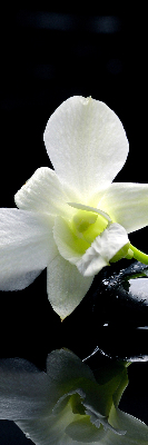 Estor decorativo con diseño de orquídeas y elegancia