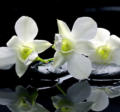 Estor decorativo con diseño de orquídeas y elegancia
