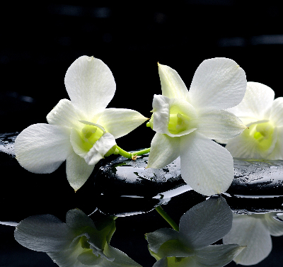 Estor decorativo con diseño de orquídeas y elegancia