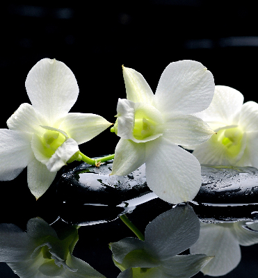 Estor decorativo con diseño de orquídeas y elegancia