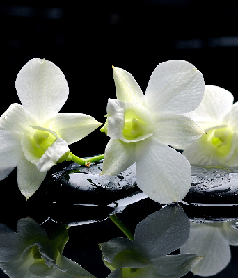 Estor decorativo con diseño de orquídeas y elegancia