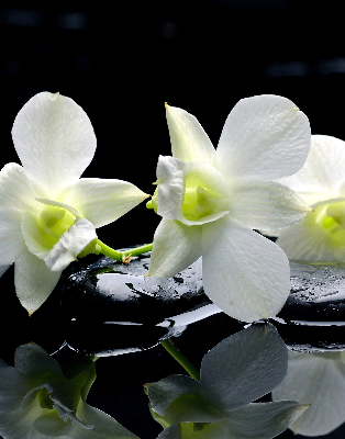 Estor decorativo con diseño de orquídeas y elegancia