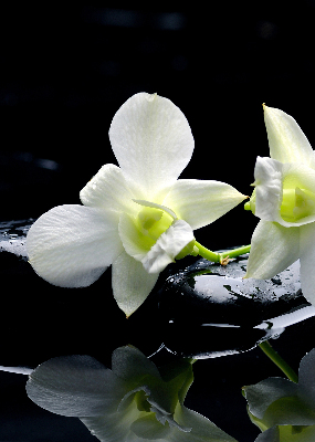 Estor decorativo con diseño de orquídeas y elegancia