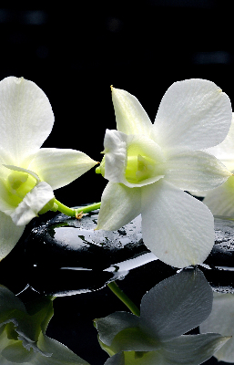 Estor decorativo con diseño de orquídeas y elegancia