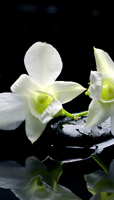 Estor decorativo con diseño de orquídeas y elegancia