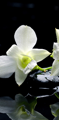 Estor decorativo con diseño de orquídeas y elegancia