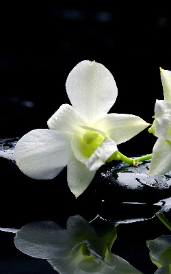 Estor decorativo con diseño de orquídeas y elegancia