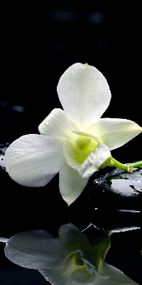 Estor decorativo con diseño de orquídeas y elegancia
