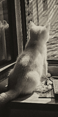 Estor opaco con gatos en la ventana
