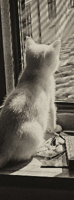 Estor opaco con gatos en la ventana