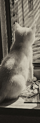 Estor opaco con gatos en la ventana