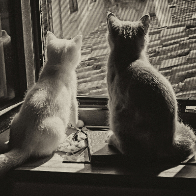 Estor opaco con gatos en la ventana