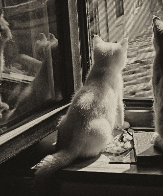 Estor opaco con gatos en la ventana