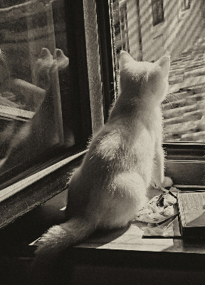 Estor opaco con gatos en la ventana