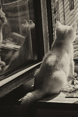 Estor opaco con gatos en la ventana