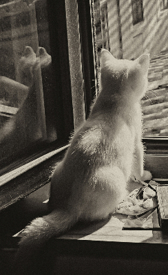 Estor opaco con gatos en la ventana