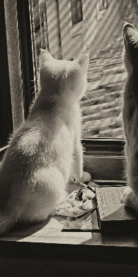 Estor opaco con gatos en la ventana