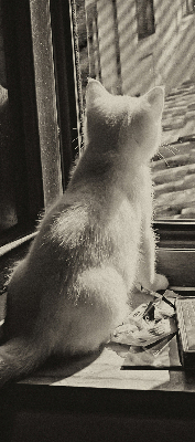 Estor opaco con gatos en la ventana