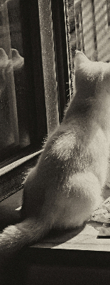 Estor opaco con gatos en la ventana