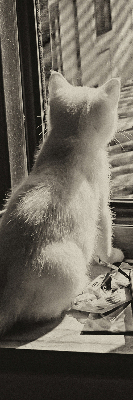 Estor opaco con gatos en la ventana