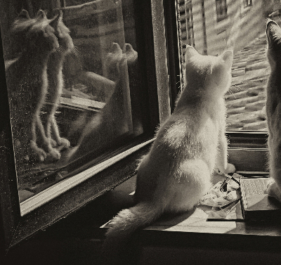 Estor opaco con gatos en la ventana