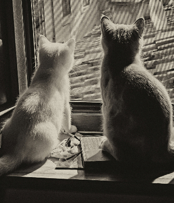 Estor opaco con gatos en la ventana